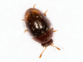 Stilbus testaceus